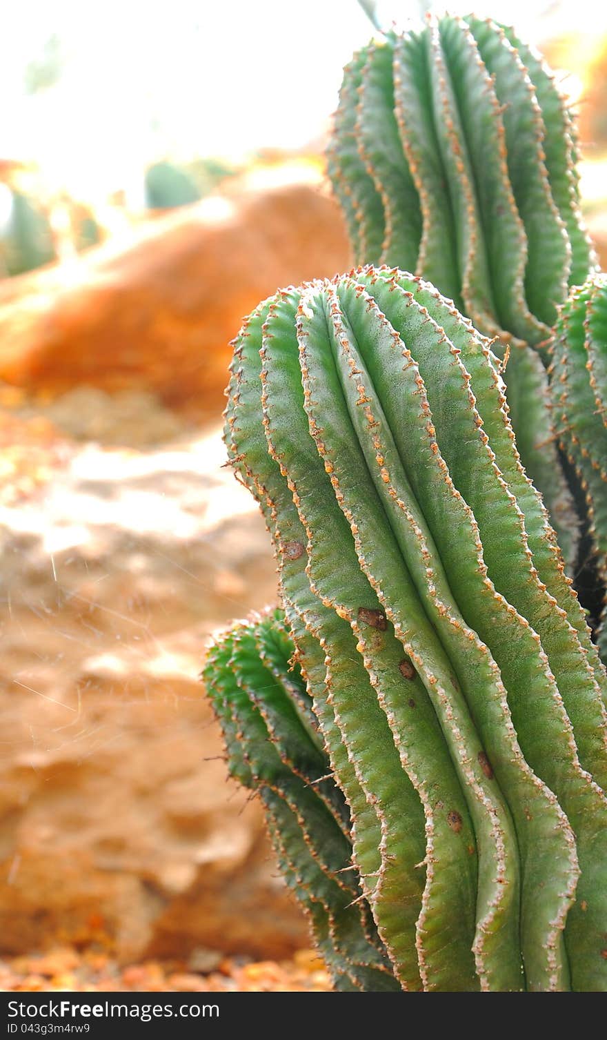 Cactus plants in a greenhouse