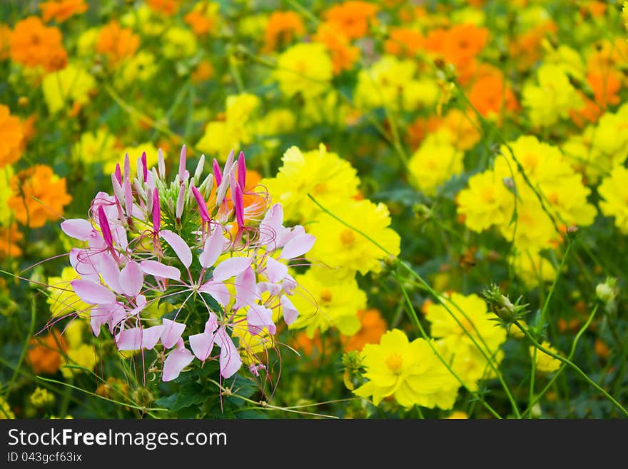 Pink spider flower among cosmos flowers. Pink spider flower among cosmos flowers.