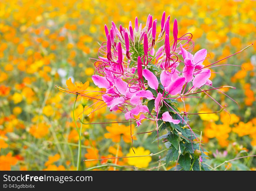 Pink spider flower among cosmos flowers. Pink spider flower among cosmos flowers.