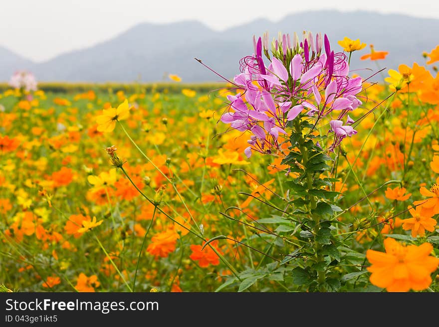 Pink spider flower among cosmos flowers. Pink spider flower among cosmos flowers.