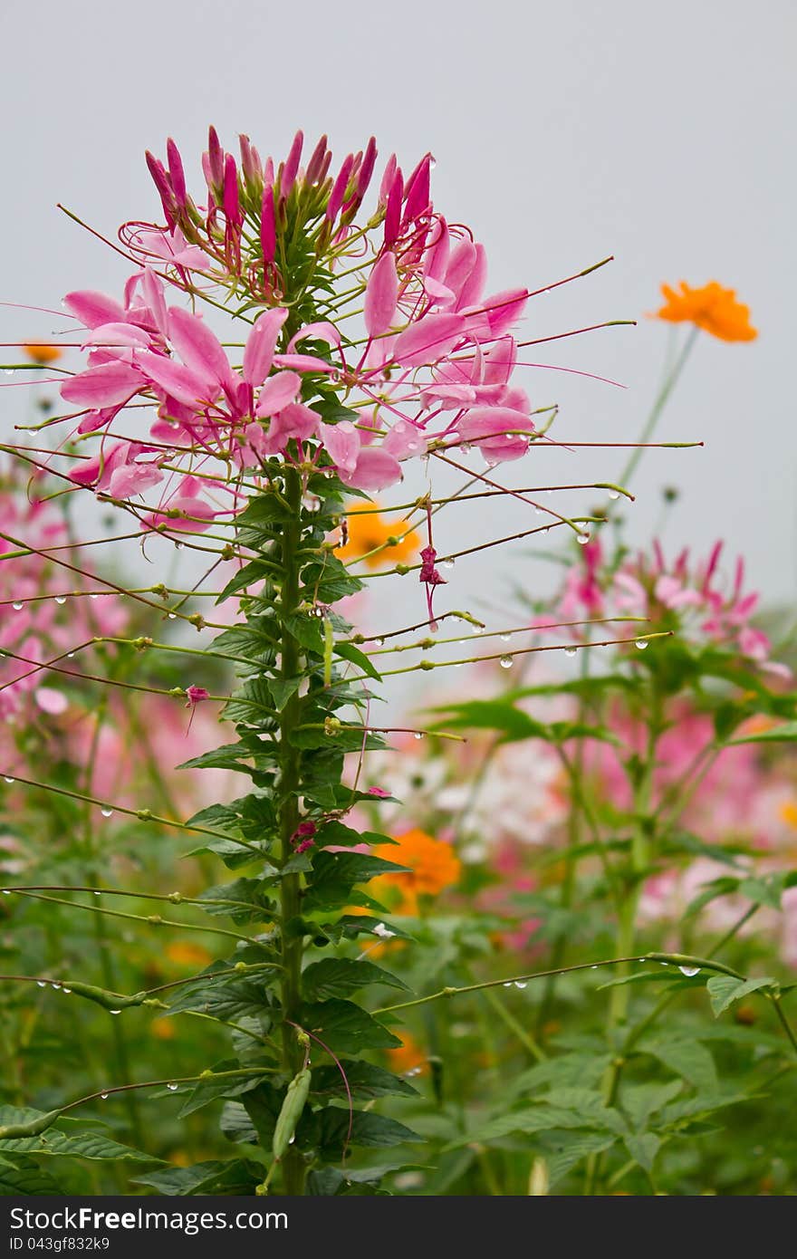 Pink spider flower among cosmos flowers. Pink spider flower among cosmos flowers.