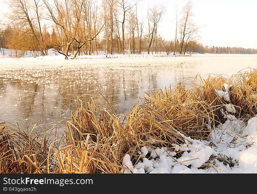 Winter forest