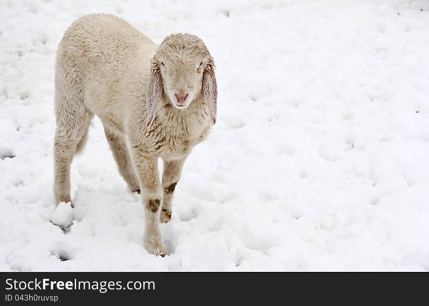 A curious lamb outdoor in a snow field during winter . Warm wool conceptual. A curious lamb outdoor in a snow field during winter . Warm wool conceptual