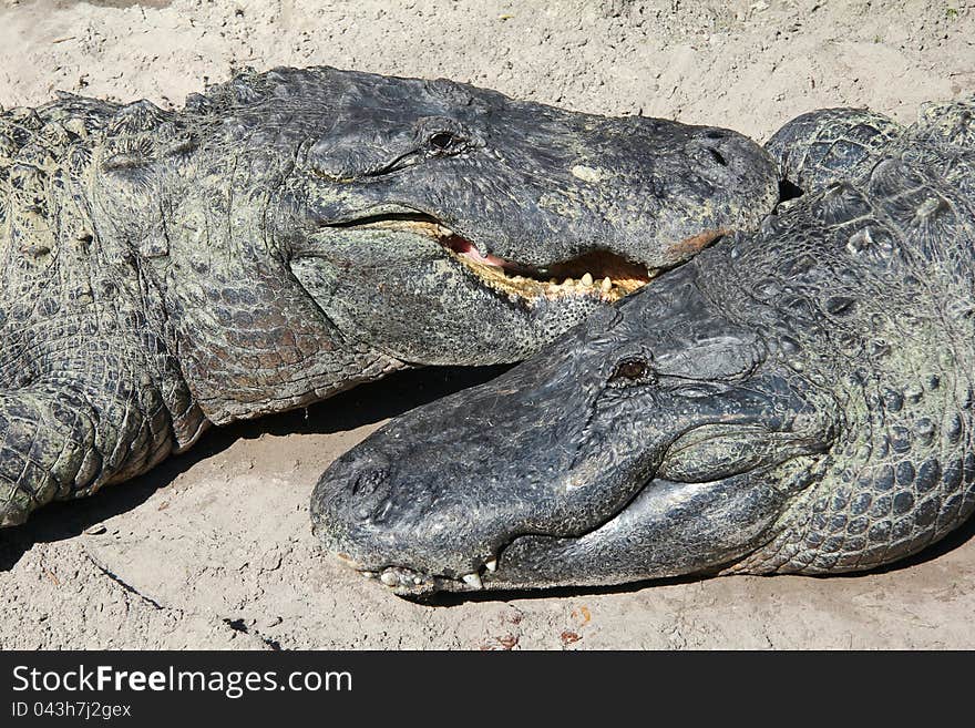 A pair of alligators bask in the sun in Florida, Taken in January. A pair of alligators bask in the sun in Florida, Taken in January.