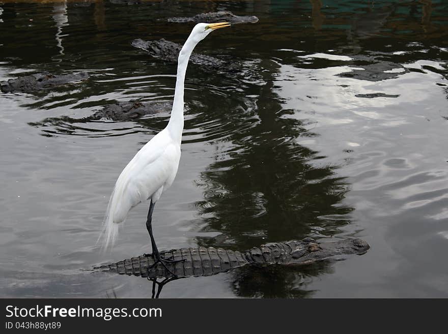 Egret takes a ride