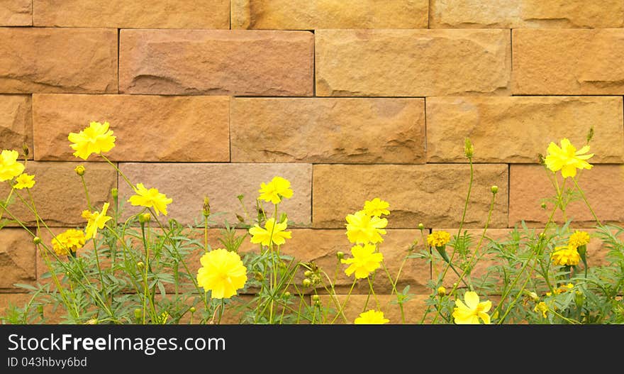 Fence And Yellow Flower