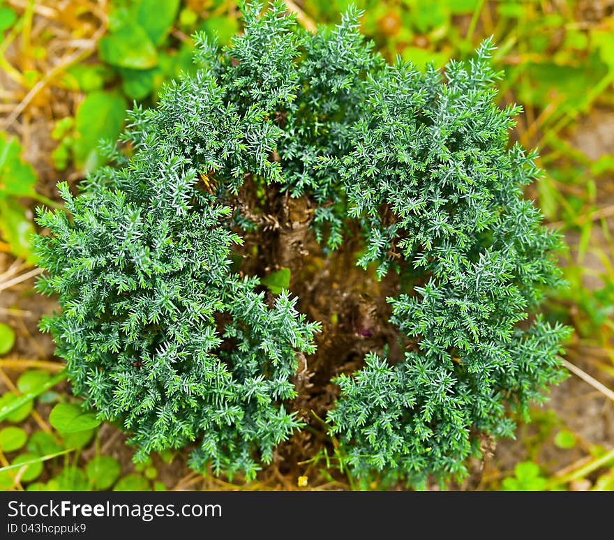 Decorative conifer bush, close up. Decorative conifer bush, close up