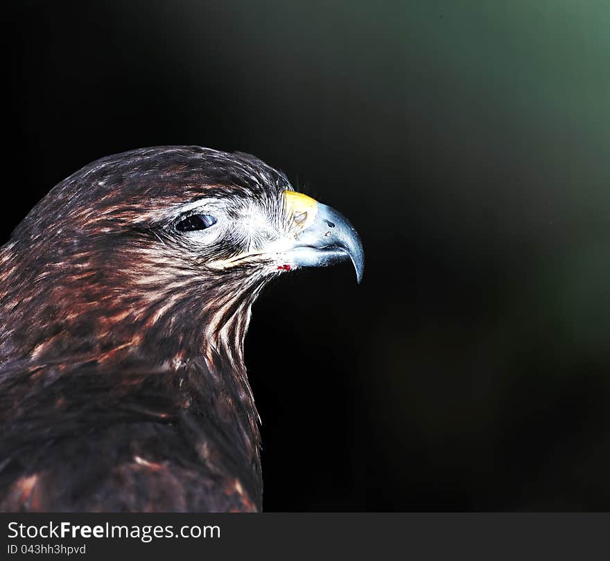 Detail of beautyful hawk in nature oasis in tuscany