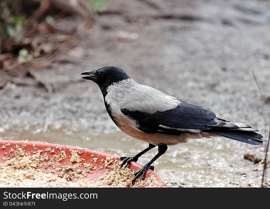 Nice magpie in a garden