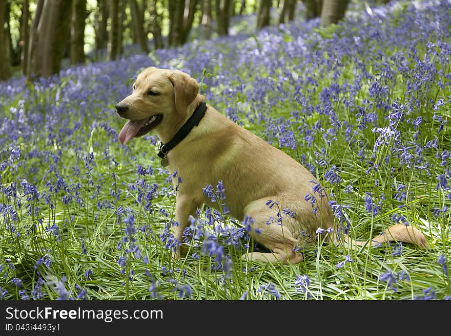 Gold Labrador Retriever Puppy In Bluebells