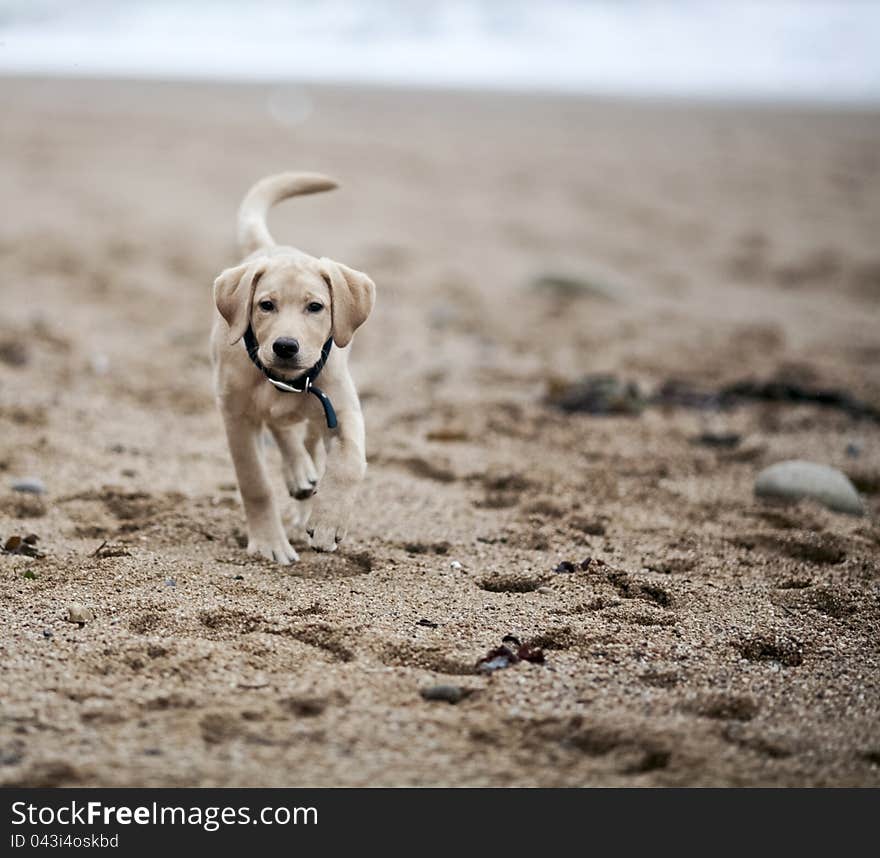 Gold labrador retriever puppy on beach