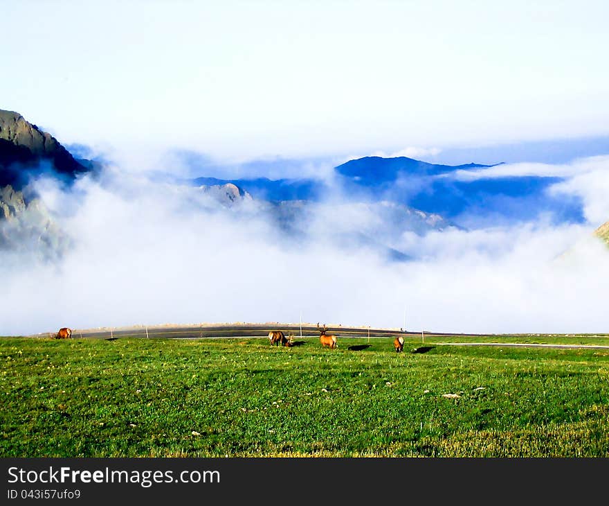 Elk in the Clouds