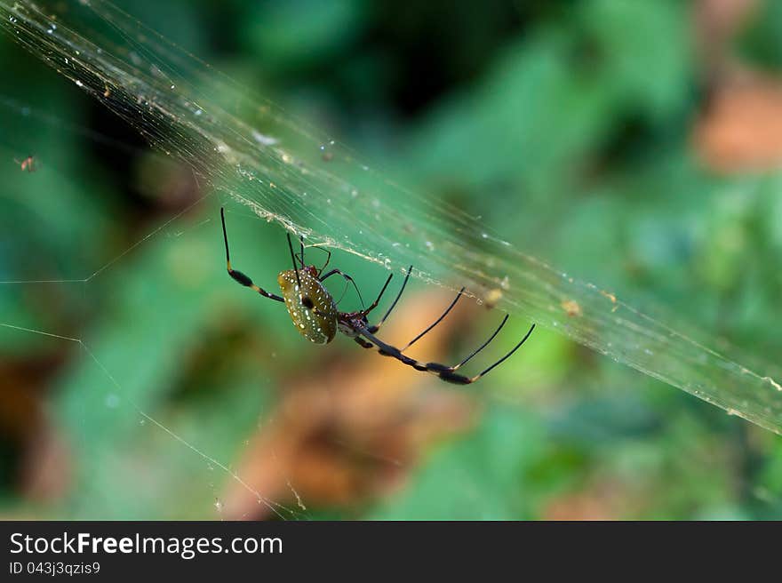 Male and female Golden silk spiders mating in web.