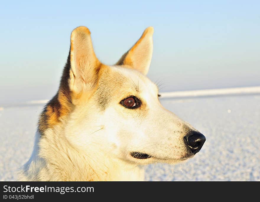 Portrait of a dog. A winter portrait of a hunting dog close up. (Canis lupus familiaris). Portrait of a dog. A winter portrait of a hunting dog close up. (Canis lupus familiaris)