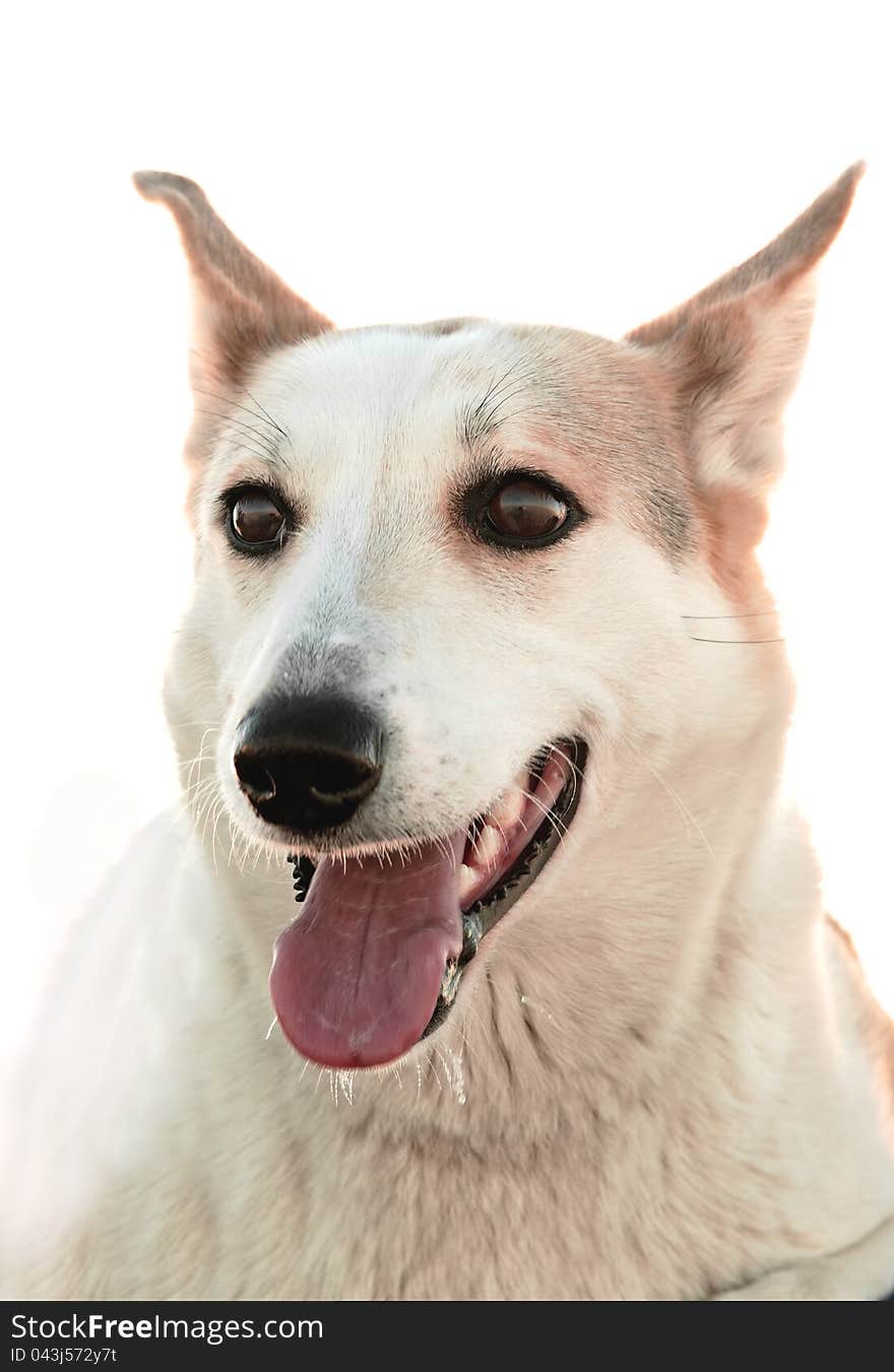 Portrait of a dog. A winter portrait of a hunting dog close up. Isolate on white