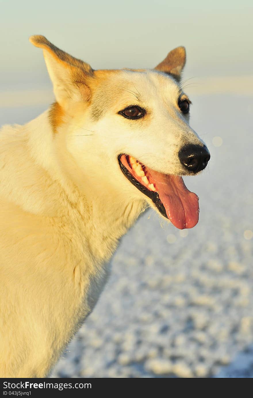 Portrait of a dog. A winter portrait of a hunting dog close up.