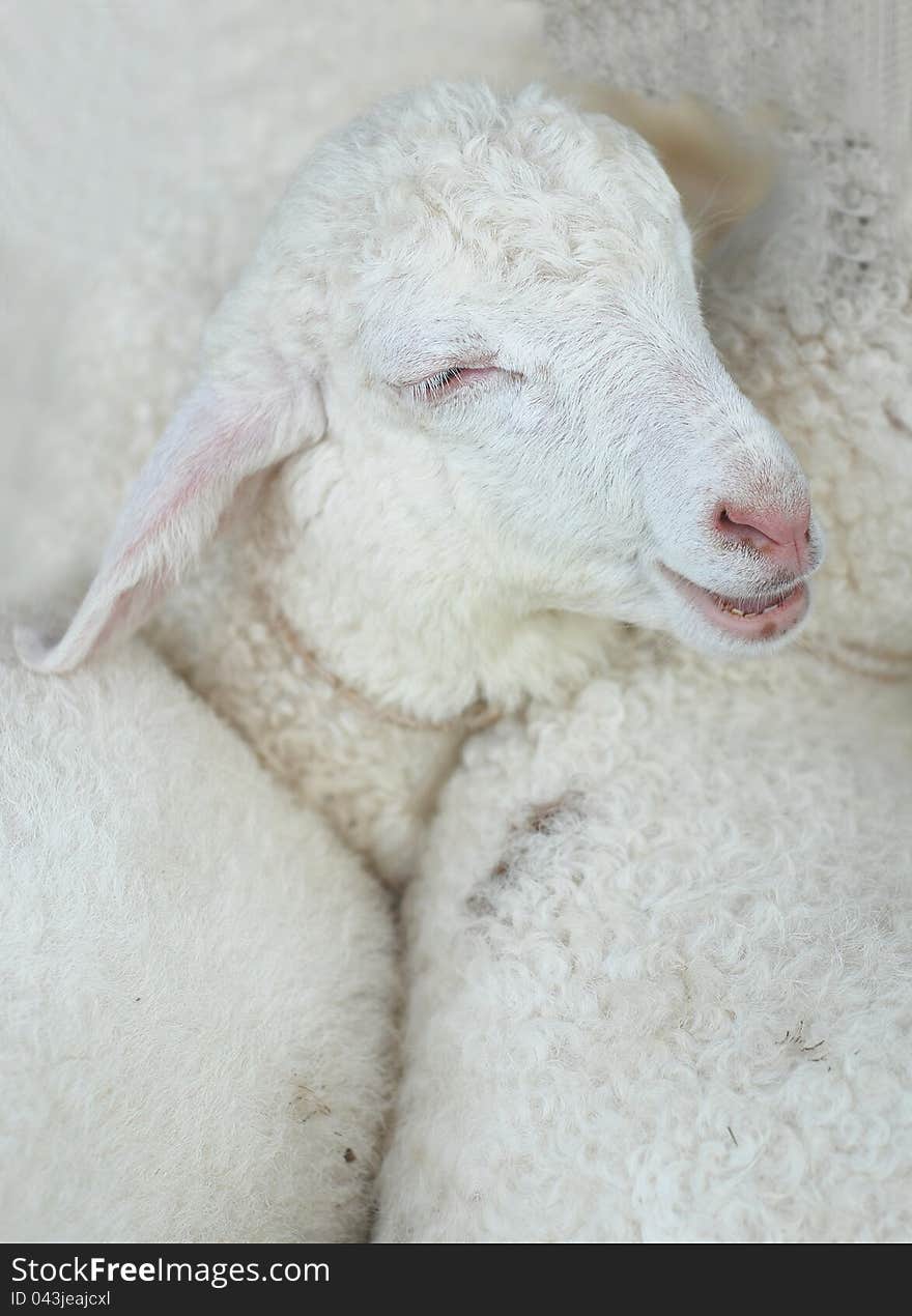 Baby of sheep is smiling. Baby of sheep is smiling