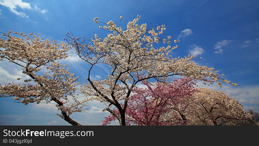 Cherry blossoms in spring profiled on clear blue sky. Cherry blossoms in spring profiled on clear blue sky