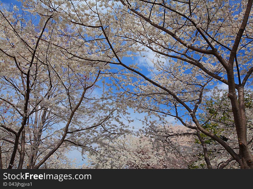 Cherry blossoms in spring profiled on clear blue sky