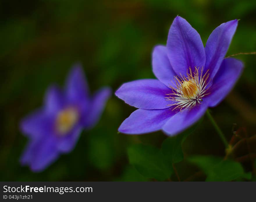 Pretty blue flowers in spring in the forest