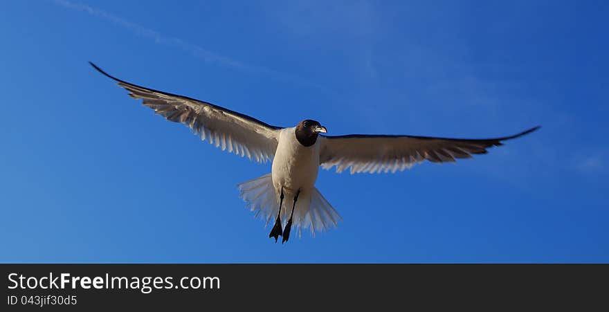 Laughing gull, Leucophaeus atricilla, in flight profiled on blue sky on a sunny day at the beach