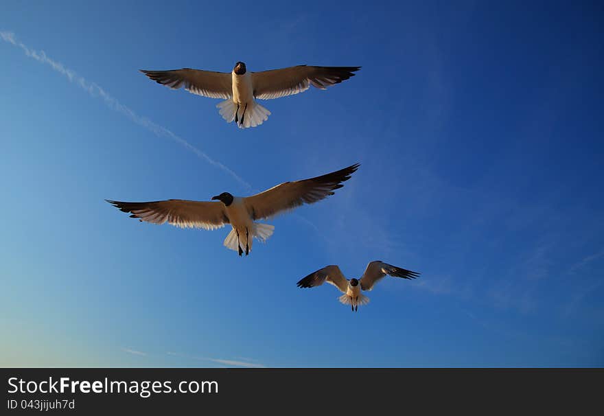 Laughing gulls, Leucophaeus atricilla, in flight profiled on blue sky on a sunny day at the beach