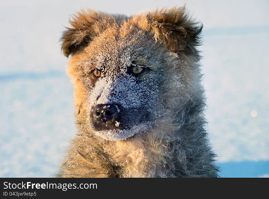 Portrait of a stray puppy in the rising sun