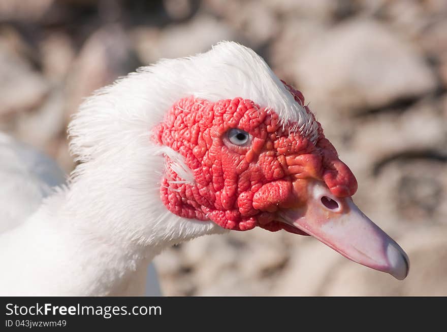 Closeup White Duck