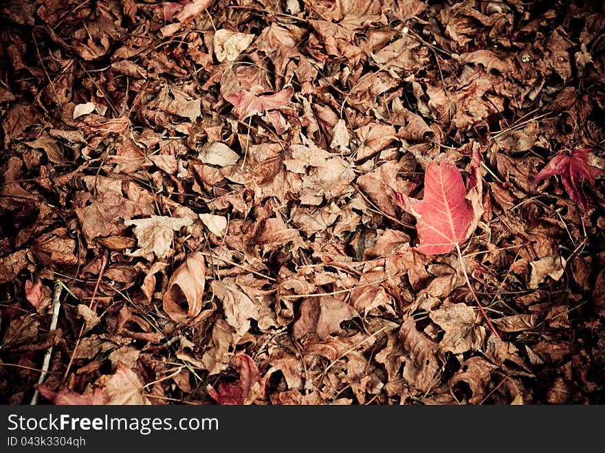 Liquidambar Red Leaf On The Ground