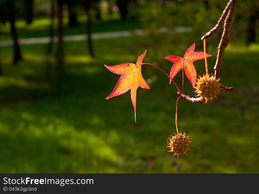 Beautiful autumn leaf of sweetgum. Beautiful autumn leaf of sweetgum