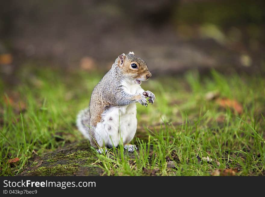 Grey squirrel with funny grimace