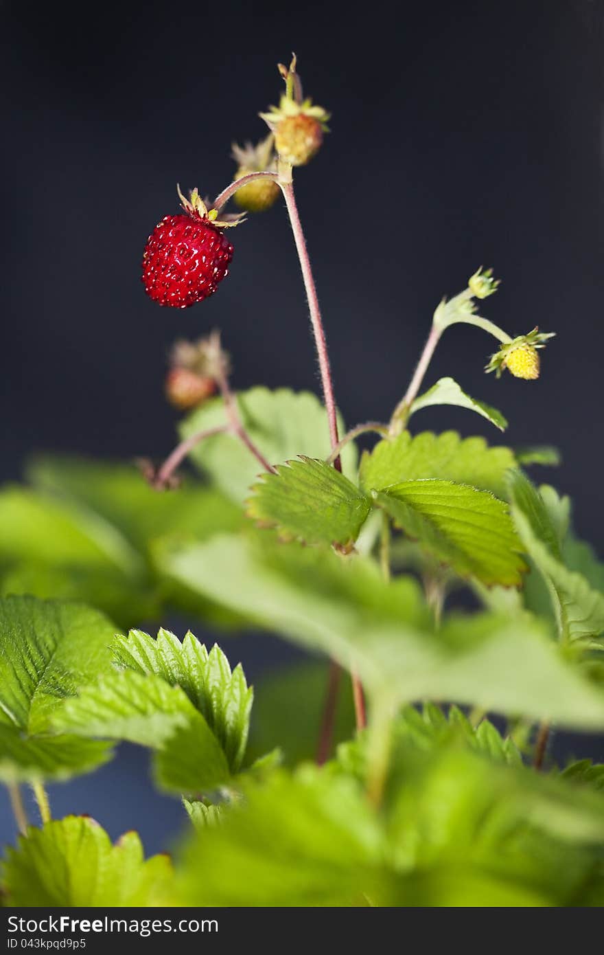 Wild Strawberry