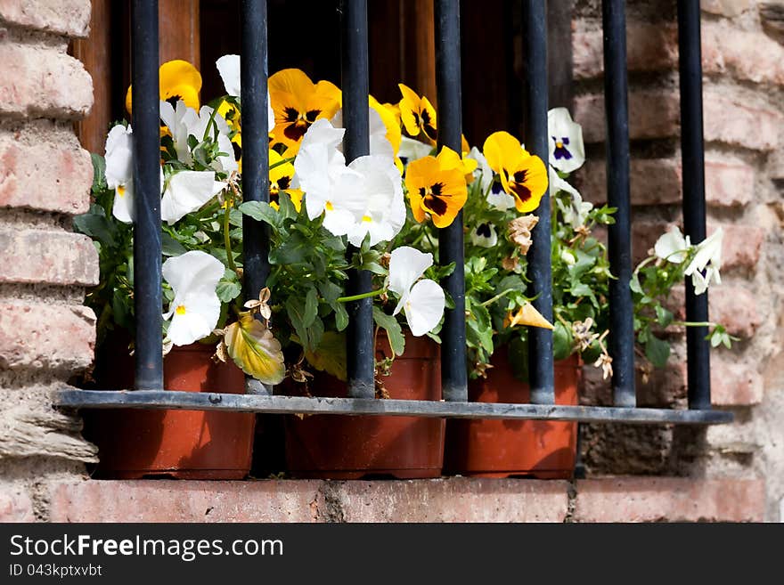 Pansy flowers in a bars window. Pansy flowers in a bars window