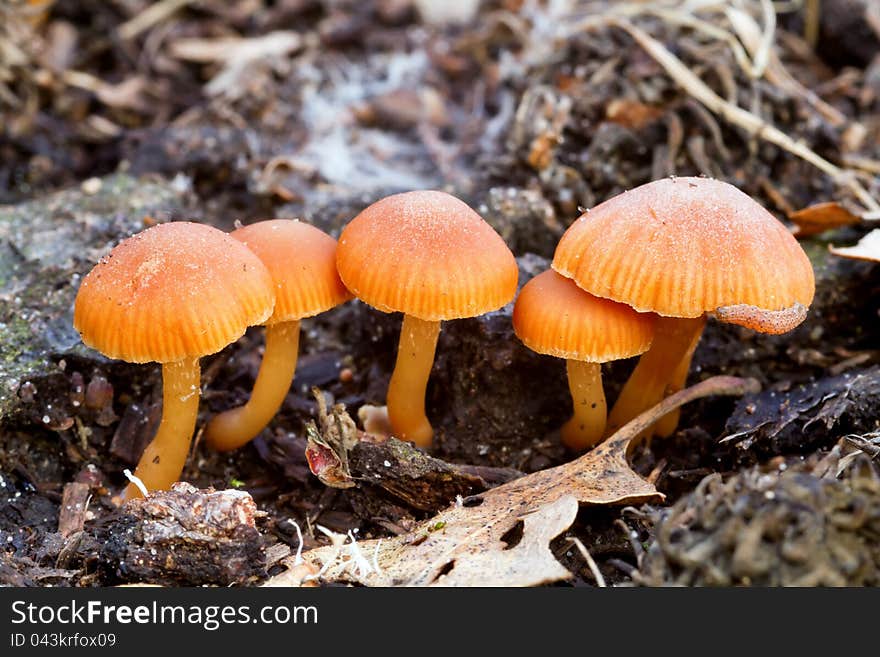 Small Enokitake fungis in winter