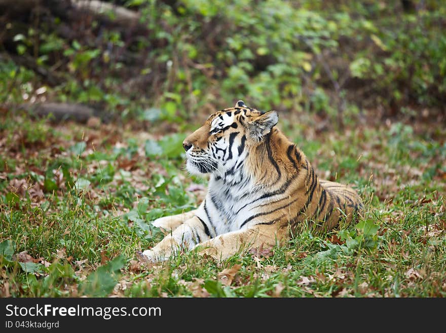 Photograph of a resting Siberian tiger