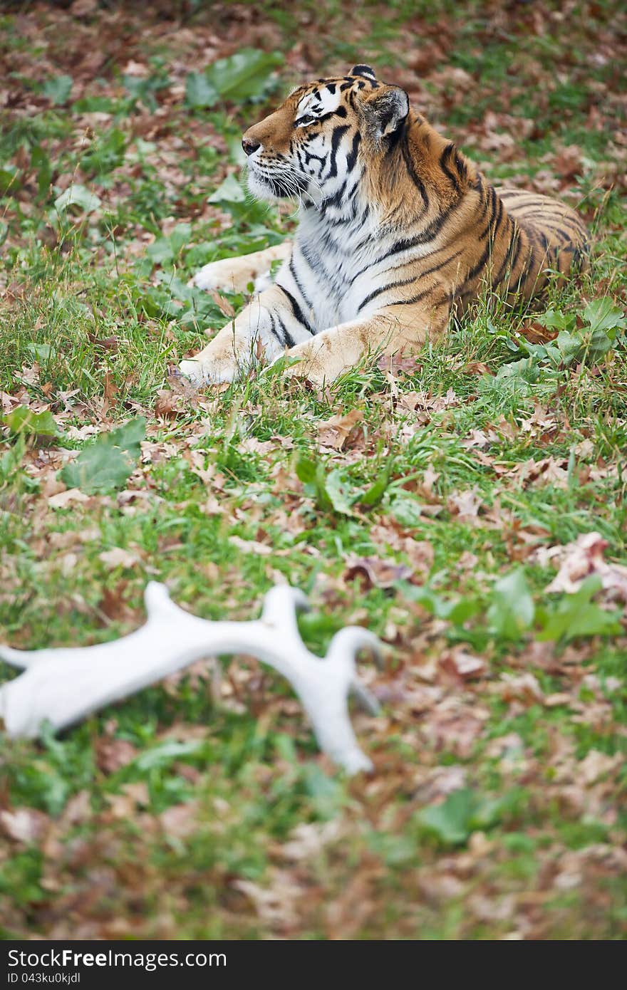 Photograph of a resting Siberian tiger