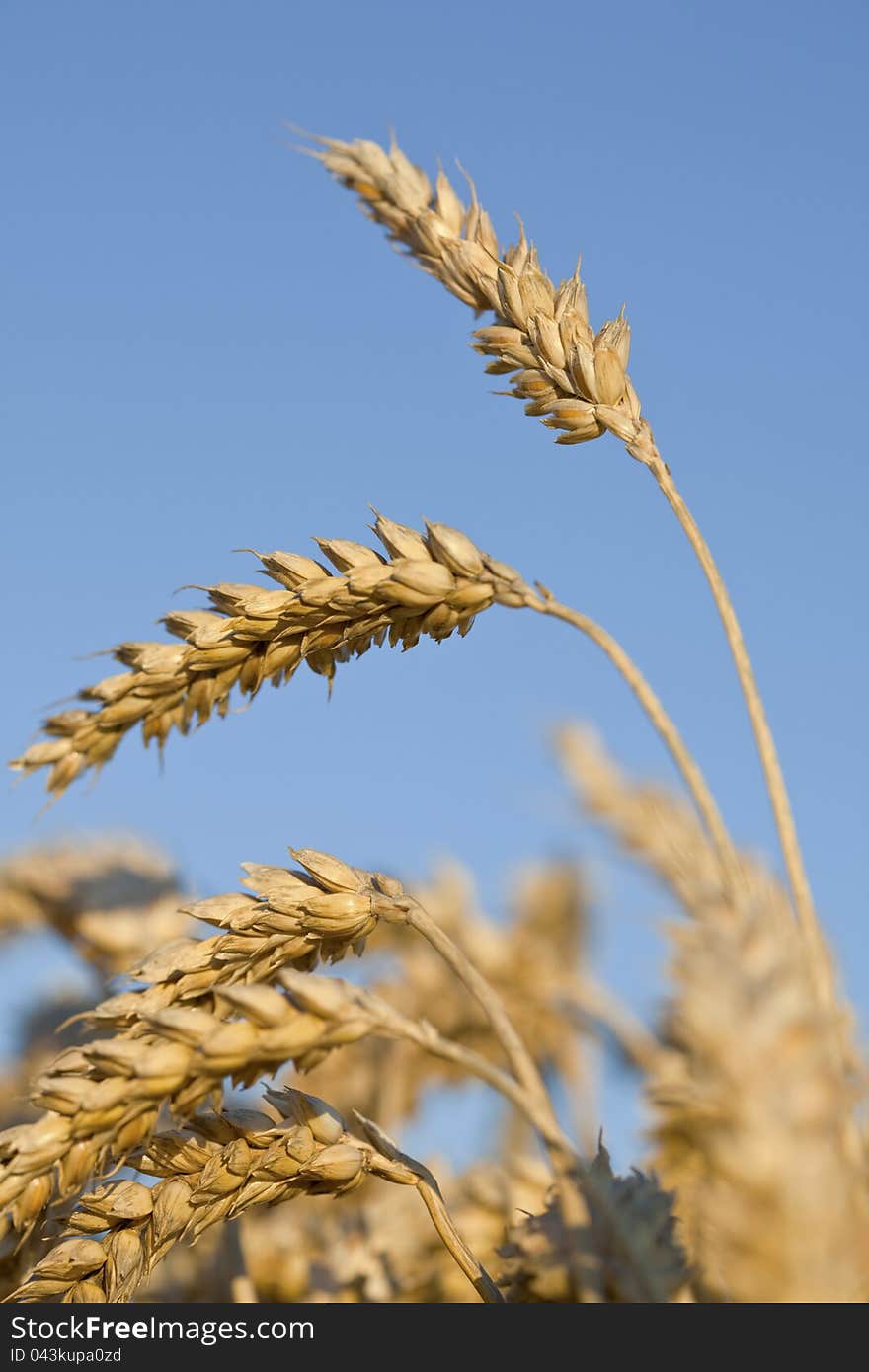 Ripe wheat ears ready to be harvested