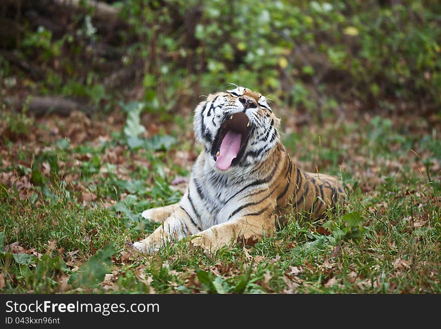 Photograph of a yawning Siberian tiger