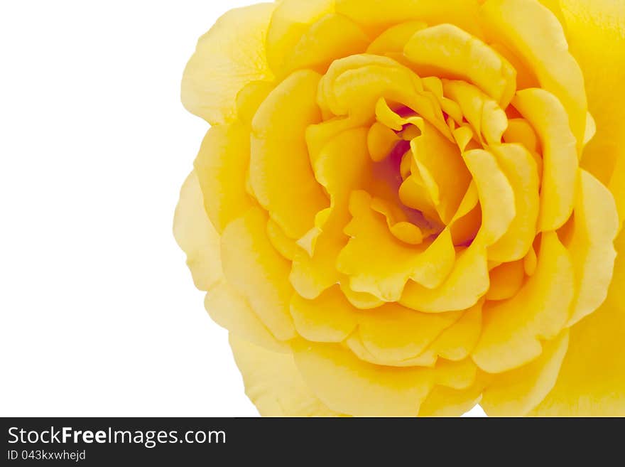 Yellow Rose On White Background