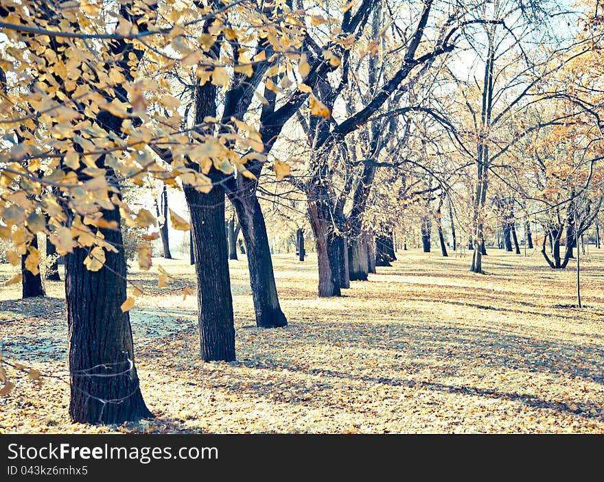 Cross process image showing tree plantation. Cross process image showing tree plantation