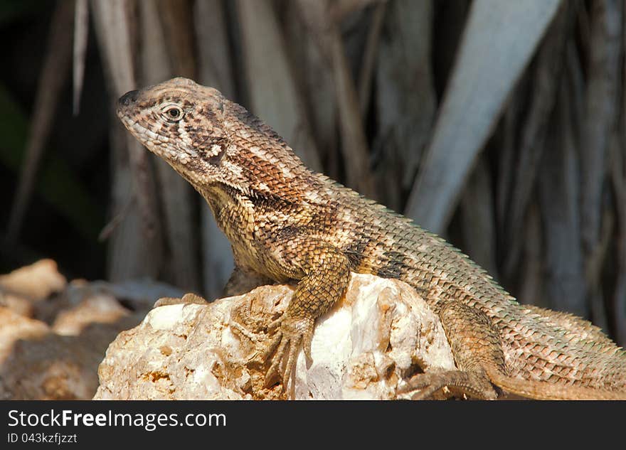 Northern Curly-tailed &x28;Leiocephalus carinatus&x29