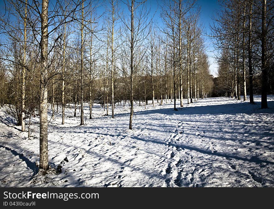 Cross process image showing silver birch tree plantation in snow. Cross process image showing silver birch tree plantation in snow