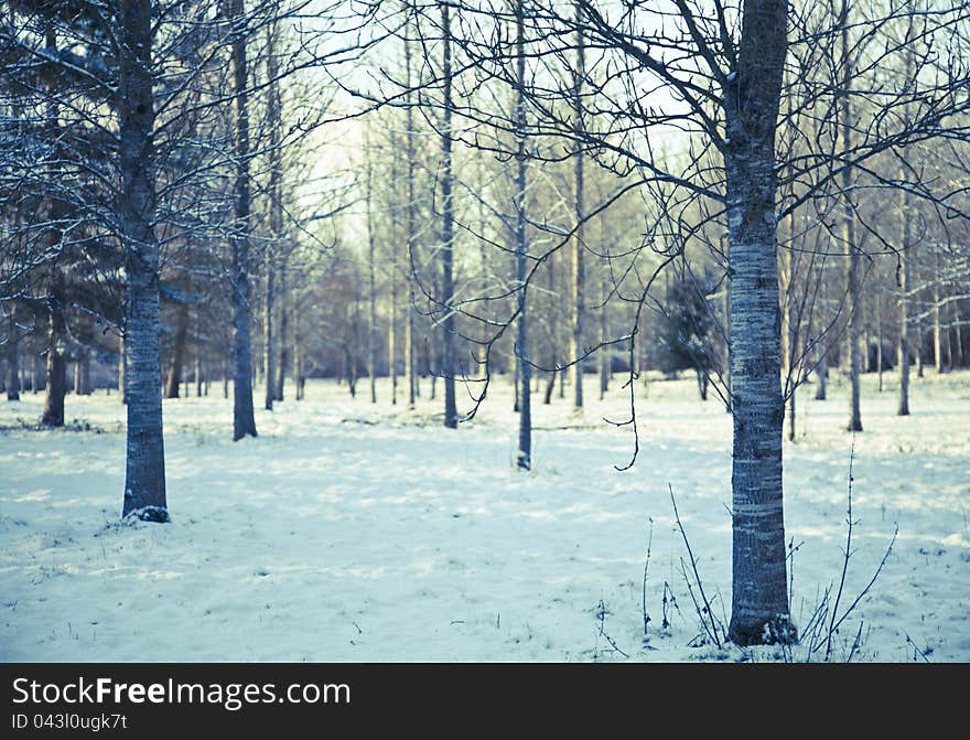 Cross process image showing silver birch tree plantation in snow. Cross process image showing silver birch tree plantation in snow