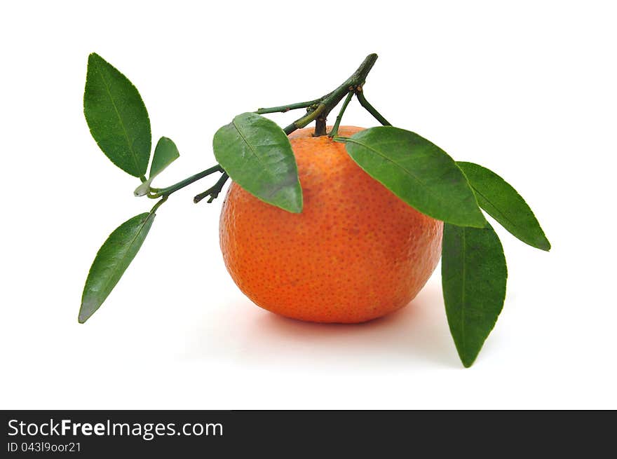 Citrus fruits and leaves on white background. Citrus fruits and leaves on white background