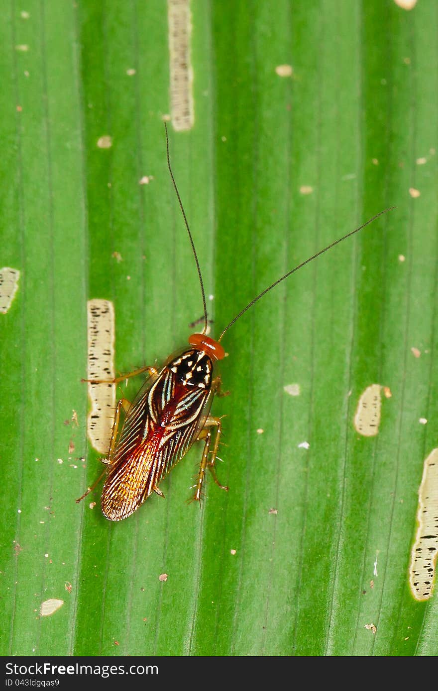 Wasp mimicking cockroach on a green leaf.