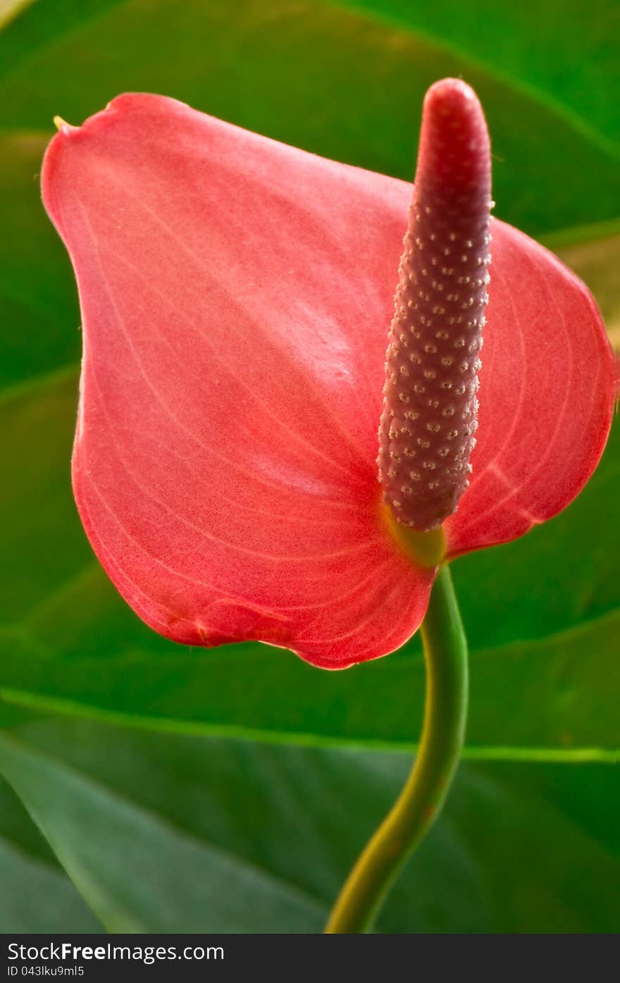 Close up of pink Anthurium