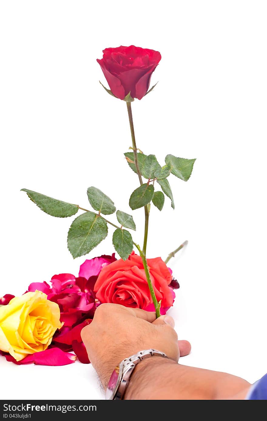 A Valentine Rose Accepted