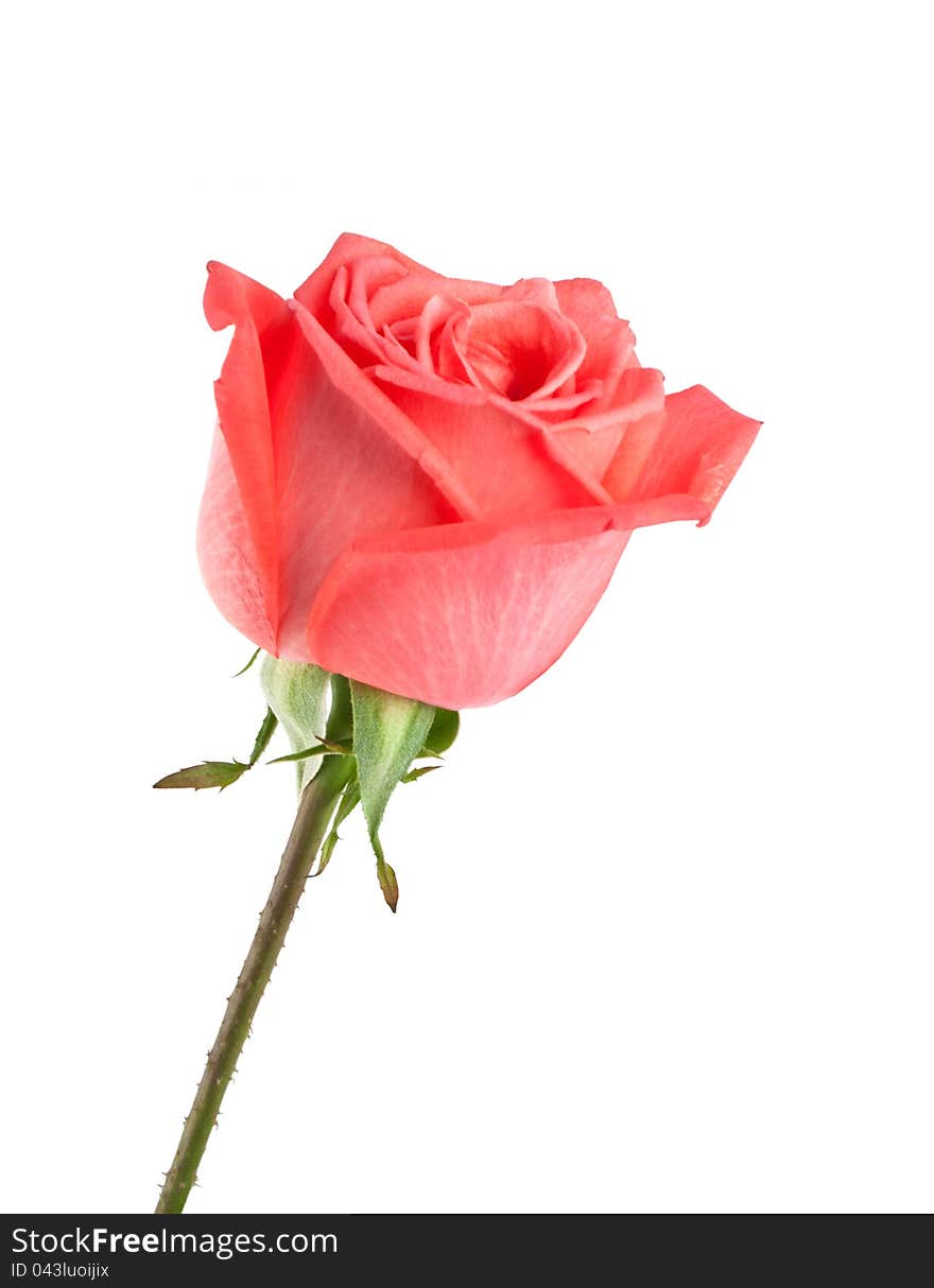 Beautiful pink rose with leaves isolated on white