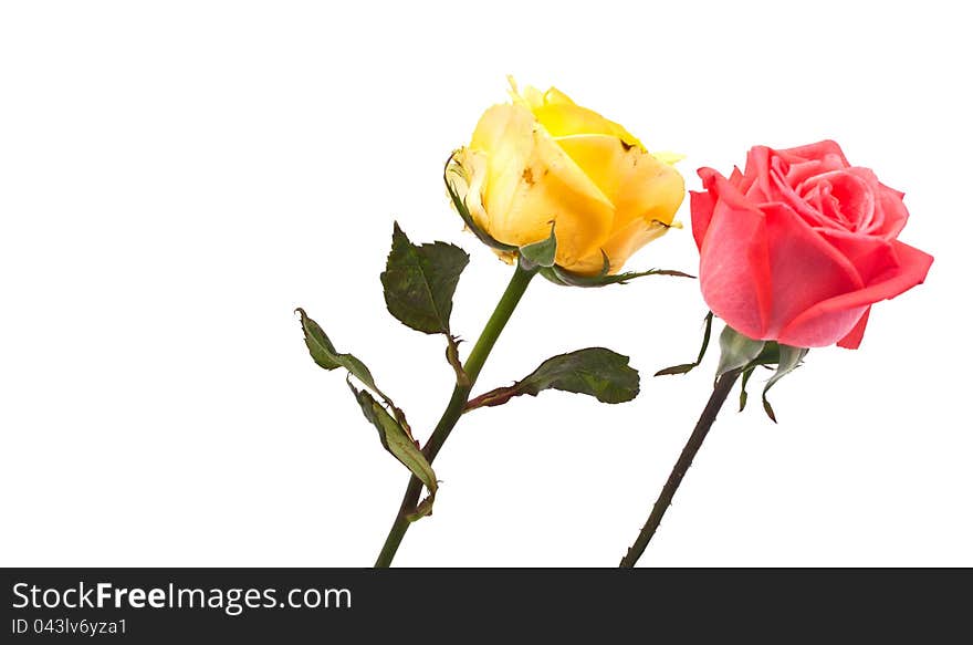 Roses on white background. space for your text