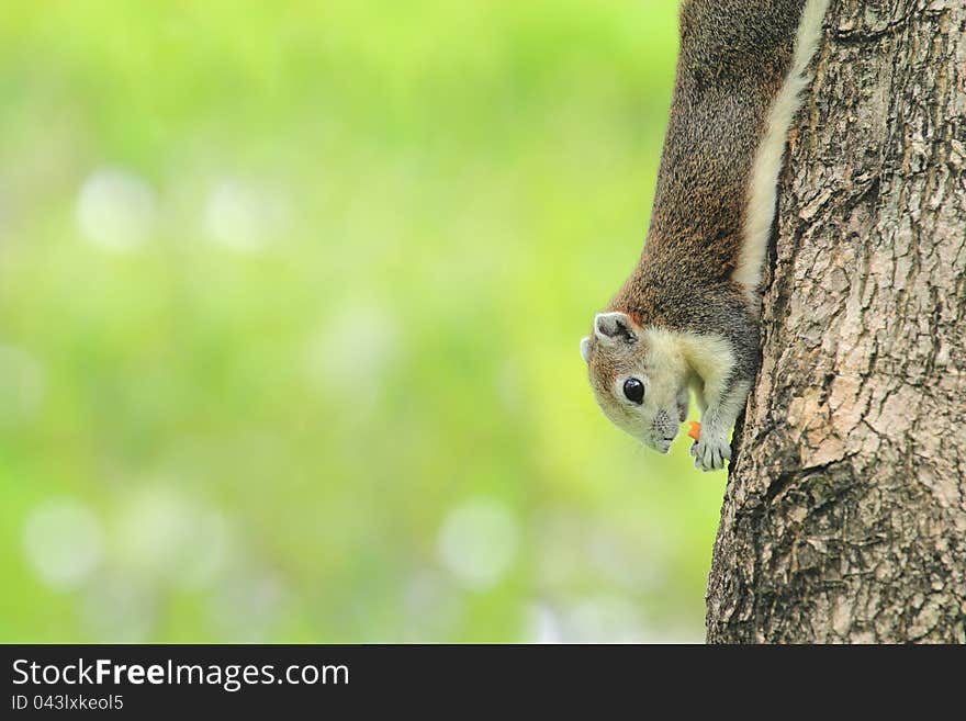 The red squirrel eating snack on a tree